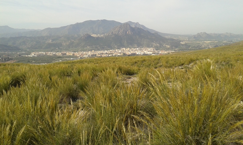 El Museo del Esparto abre sus puertas